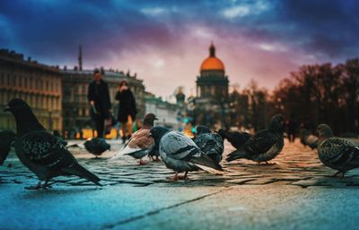 Pigeon against cloudy sky
