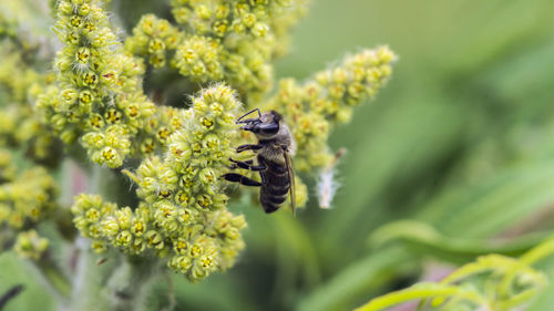 Honey bee pollinating on flower