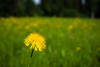 Close-up of yellow dandelion flower