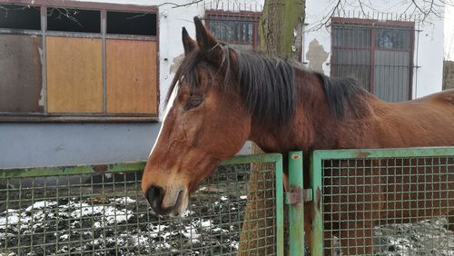 Horse in stable