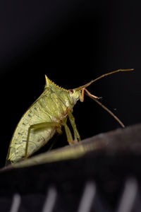 Close-up of insect