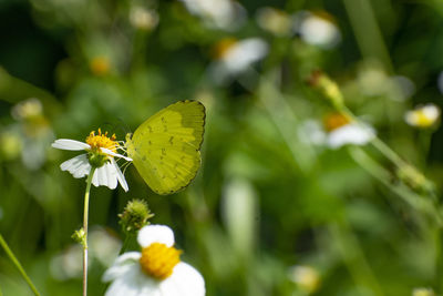 Close-up of butterfly on yellow flower