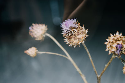 Close-up of flowers against blurred background