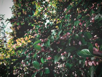 Close-up of flowering plant on tree