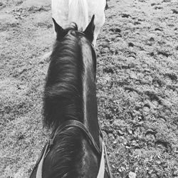 Close-up of horse on field