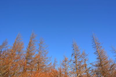 Low angle view of trees against clear blue sky