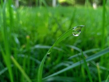 Close-up of raindrops on grass