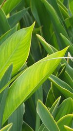 Close-up of green leaves