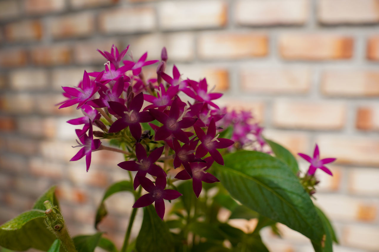 flower, flowering plant, plant, brick, brick wall, leaf, plant part, freshness, beauty in nature, wall, nature, close-up, pink, fragility, growth, no people, focus on foreground, petal, architecture, purple, wall - building feature, outdoors, flower head, inflorescence, day, built structure, building exterior, magenta