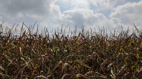 Crops growing on field against sky