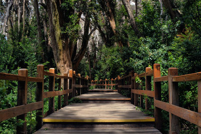 Footbridge amidst trees