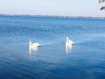Swans swimming in sea against sky