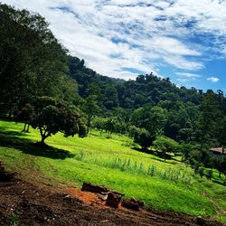 Scenic view of agricultural field against sky