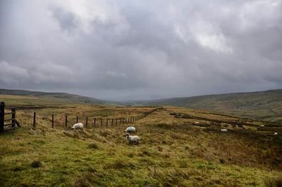 Scenic view of grassy field against cloudy sky