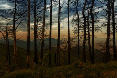 Silhouette trees in forest against sky during sunset