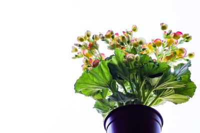 Close-up of vase against white background