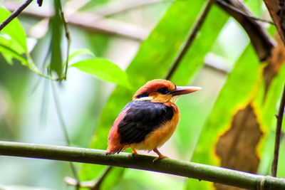 Close-up of bird perching on branch