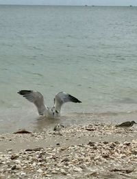 Seagulls flying over sea