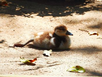 Close-up of young bird