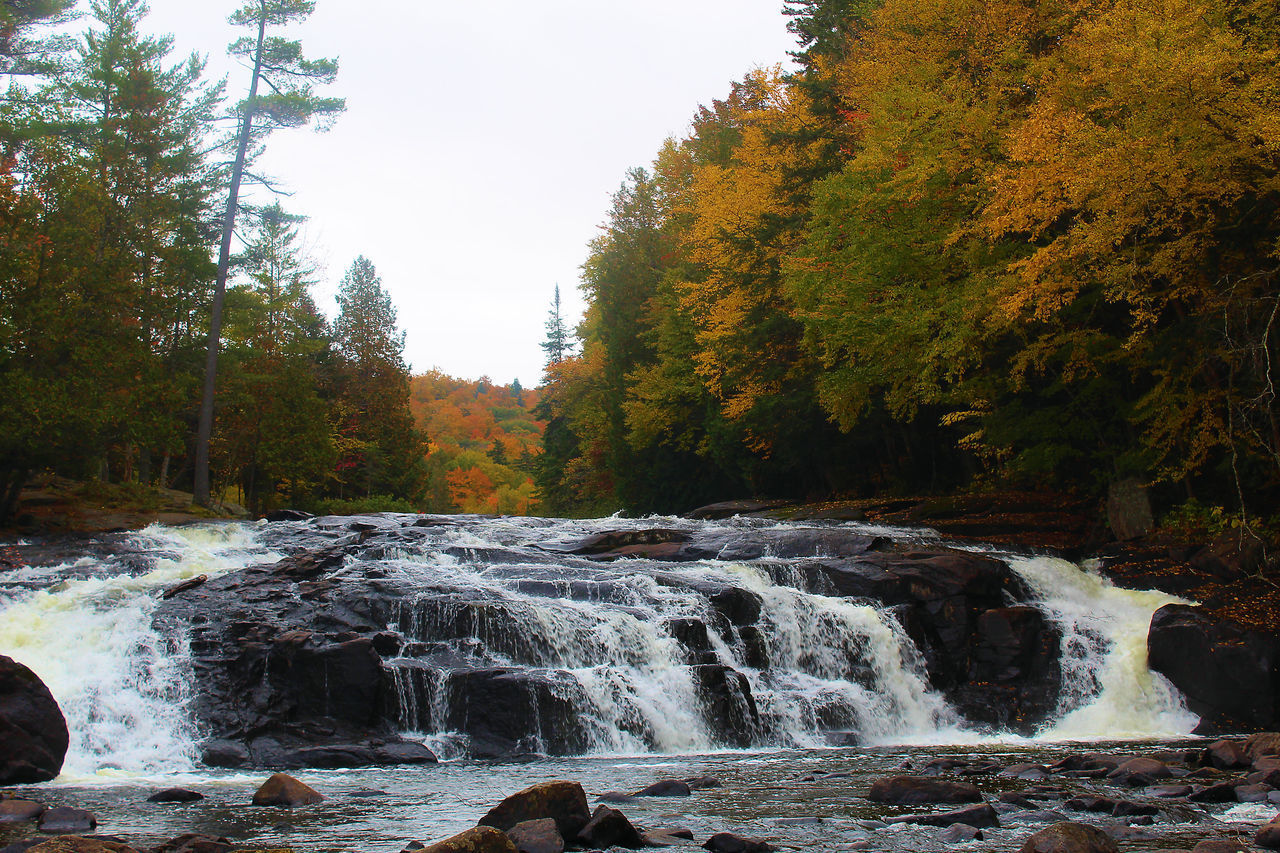 VIEW OF WATERFALL IN FOREST