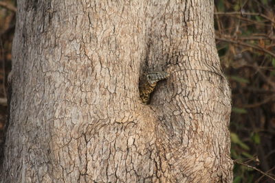 Close-up of a tree trunk