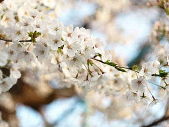 Close-up of white cherry blossoms in spring