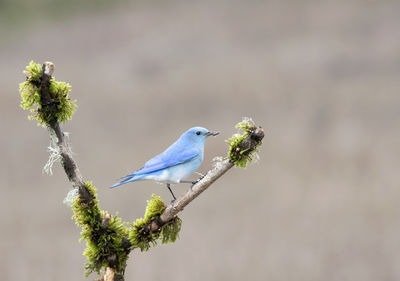 Close-up of bird perching on branch