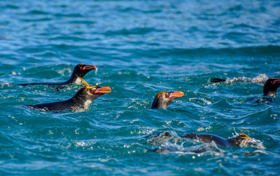 Ducks swimming in sea