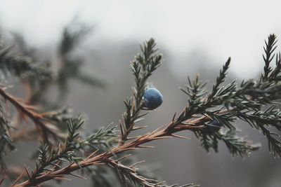 Close-up of fruit on tree