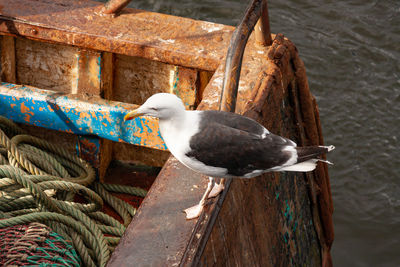 Seagull on the deck of a commercial fishing boat.