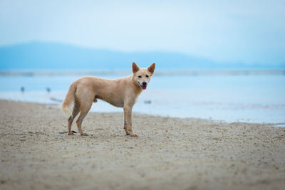 Dog on beach