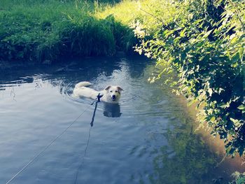 Dog swimming in water