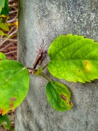 Close-up of insect on plant