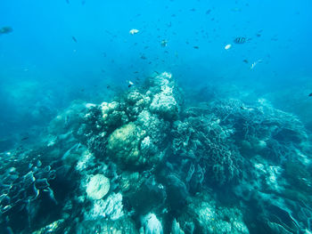 Fish swimming in sea