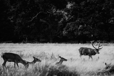 Deer on field