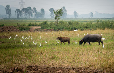 Sheep in a field