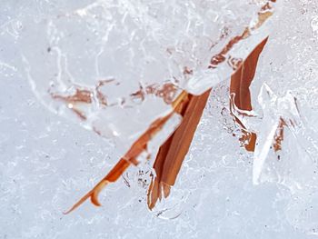 Close up of leaf frozen in ice