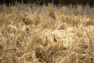 View of bird on field