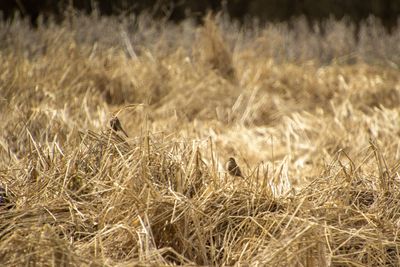 Dry straw field with small birds