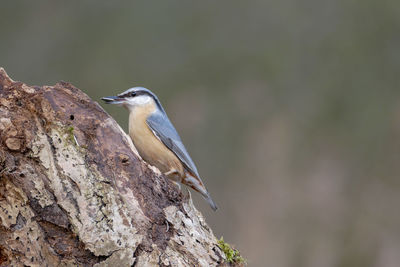 Close-up of bird perching on rock