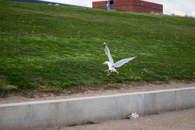 Airplane flying by wall