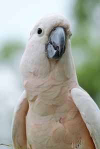 Close-up of parrot perching outdoors