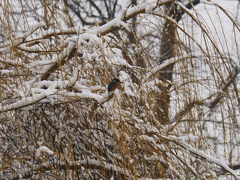 Bare tree in snow