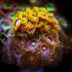 Close-up of coral in sea