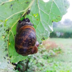 Close-up of snail on leaf