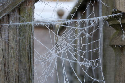 Close-up of spider web on tree