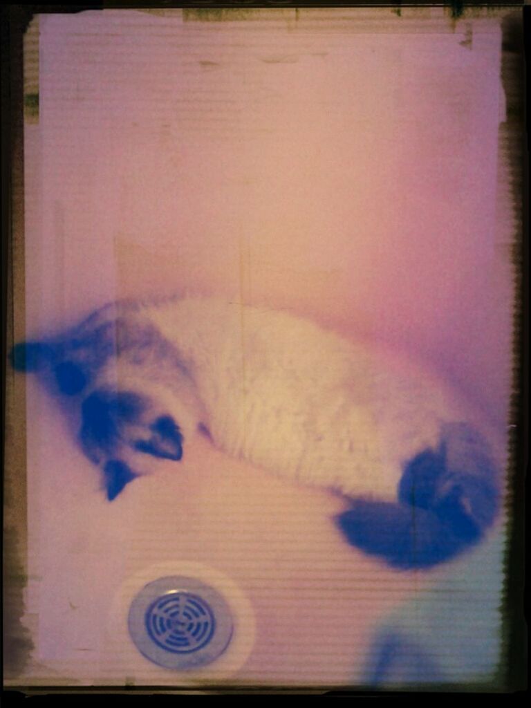 Sleeping Kitty in Shower