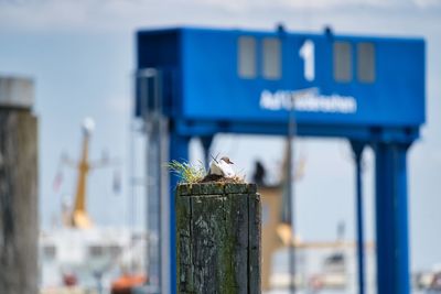 Close-up of bird perching on wooden post