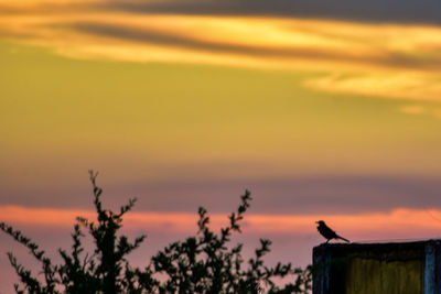 Scenic view of orange sky