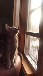 Cat sitting on a window